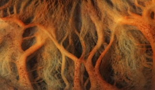 Illustration for article titled ¿Imagen microscópica o paisaje extraterrestre? Adivina cuál es cuál
